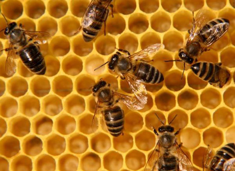 Общество  медоносных пчёл (<i>Apis mellifera</i>) устроено весьма  сложным образом. В улье имеются: матка, рабочие пчёлы (бесплодные самки)  и трутни (самцы) – все вместе они образуют "суперорганизм"  (фото с сайта sciencedaily.com/Florin Tirlea).