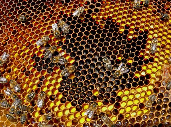 Пчёлы-няньки у своих подопечных