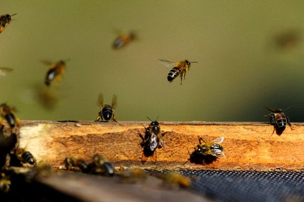Оставшиеся без королевы пчёлы-рабочие начинают размножаться сами, но и трудовых навыков не утрачивают