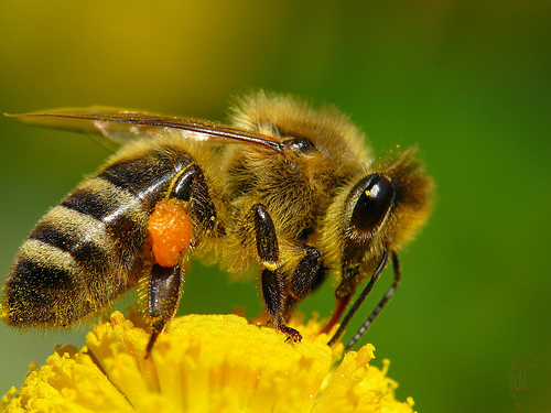 Тинг Моррис: Пчелы, бабочки, стрекозы