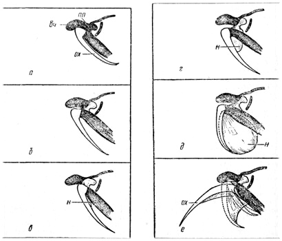 Схематическое изображение ротовых органов пчелы