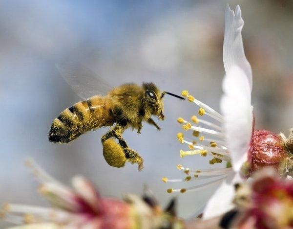 Интересные факты о домашних пчелах