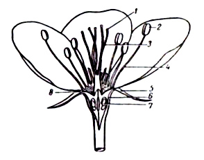 Диаграмма цветка яблони