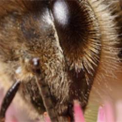 Искусственный пчелиный глаз позволит лучше понять зрение насекомых