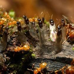 Королевы общественных насекомых пользуются одинаковым парфюмом