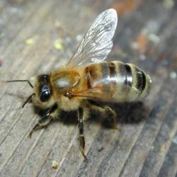 Пчелы научились строить ульи из пластика