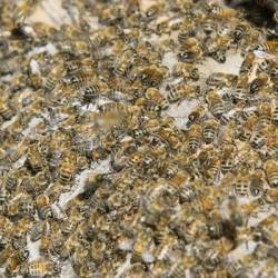 Грузовик с миллионами пчёл перевернулся в США