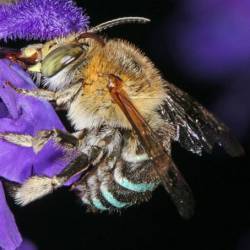 Австралийская пчела превзошла поклонников хэви-металла в способности трясти головой