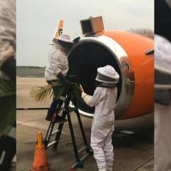 Рой пчел захватил двигатель самолета в аэропорту в ЮАР