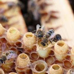 Зачем ученые изучают жизнь пчел