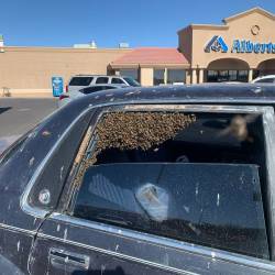 вава	15 тысяч пчел залетели в припаркованный автомобиль