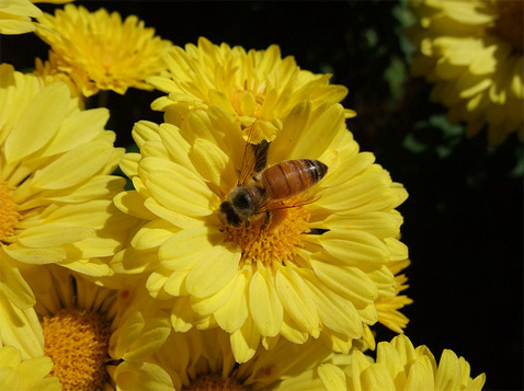 В статье, опубликованной в открытом доступе в журнале Behavioural Ecology and Sociobiology, немецкие учёные отмечают, что такая "синхронизация графиков" может быть результатом совместной эволюции пчёл и опыляемых ими цветов 