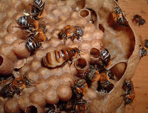 Рабочие пчёлы <i>Melipona scutellaris</i> старательно обслуживают королеву и расплод во время яйцекладки (фото с сайта meliponario.com.br).