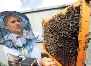 Украинским пчеловодам надо изживать в себе комплекс пасечника
