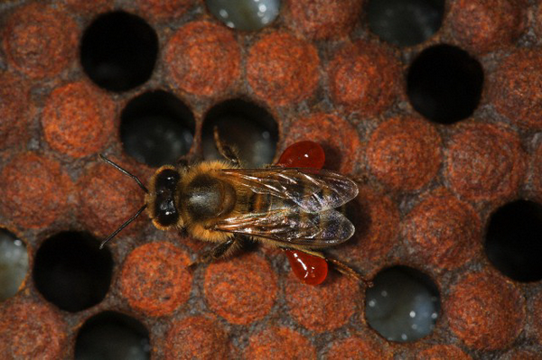 Пчела с прополисным сырьём на лапках