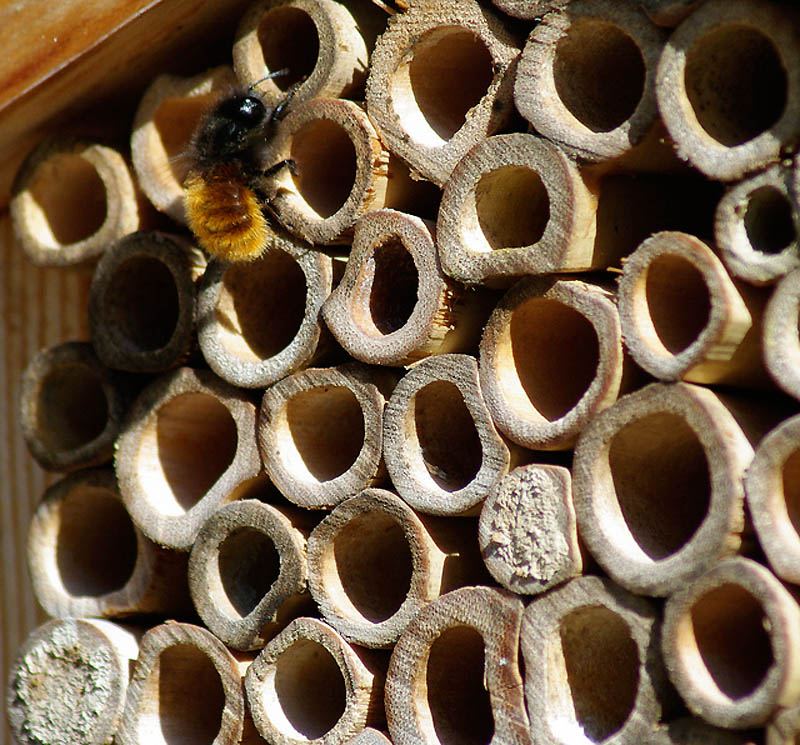 Отель для пчёл