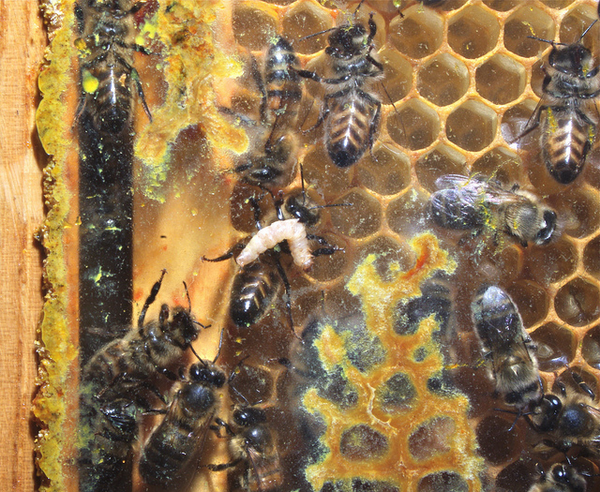 Пчела с гусеницей восковой моли в челюстях 