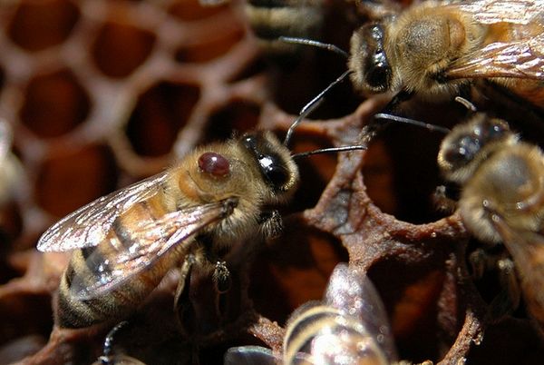 Взрослая пчела с клещом варроа на спине