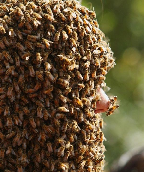Канадские фермеры провели конкурс пчелиной бороды