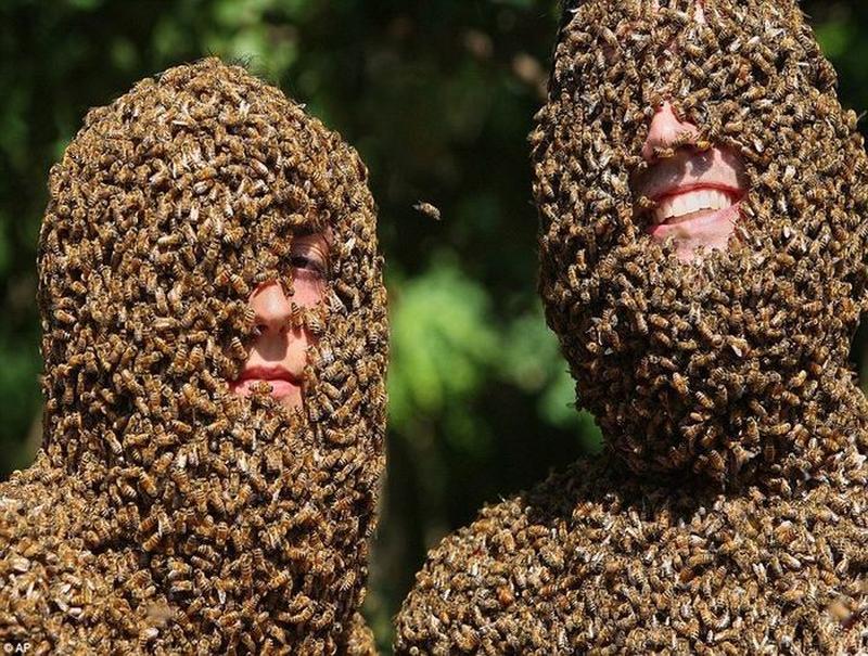 Канадские фермеры провели конкурс пчелиной бороды | Чтобы привлечь пчел, пчеловоды вешает на шею специальную клетку, в которую помещают матку. Пчелы слетаются к матке, после чего пчеловоды собирают их в «бороды».
