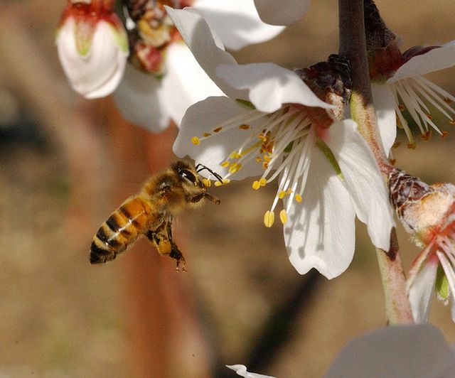 Медоносная пчела на цветке миндаля 