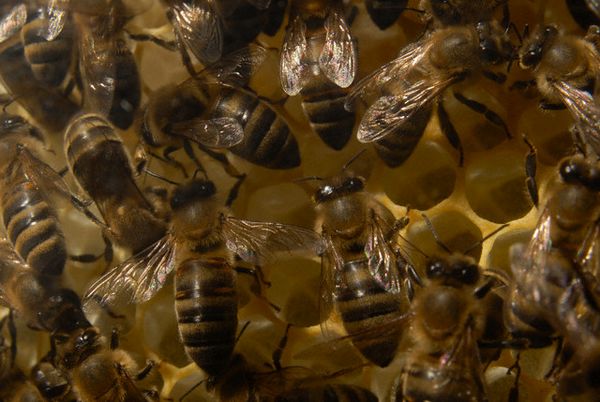 Электричество помогает пчёлам понять друг друга. 