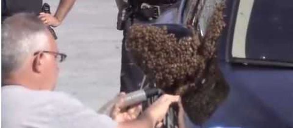 Рой пчел взял в заложники автомобилистов