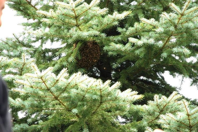 Потерявшийся пчелиный рой помог фермеру стать пчеловодом | Роение пчел всегда связано с риском для пчеловодов, когда брачные игры способствуют тому, что насекомые покидают обжитые места вслед за маткой.