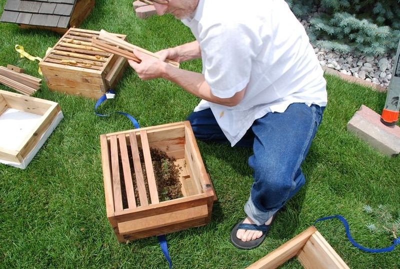 Потерявшийся пчелиный рой помог фермеру стать пчеловодом | Позже он разделил его
