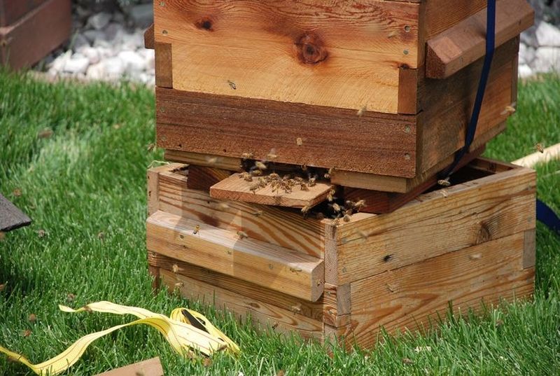Потерявшийся пчелиный рой помог фермеру стать пчеловодом | Далее матка своими феромонами дала понять остальным пчелам, что новый дом найден