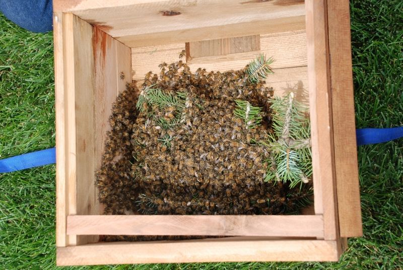 Потерявшийся пчелиный рой помог фермеру стать пчеловодом | Весь рой пчел в одном лотке