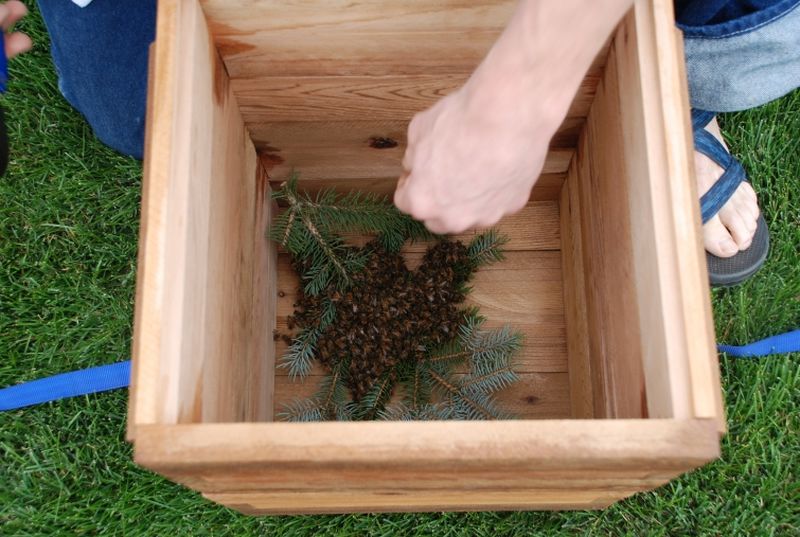 Потерявшийся пчелиный рой помог фермеру стать пчеловодом