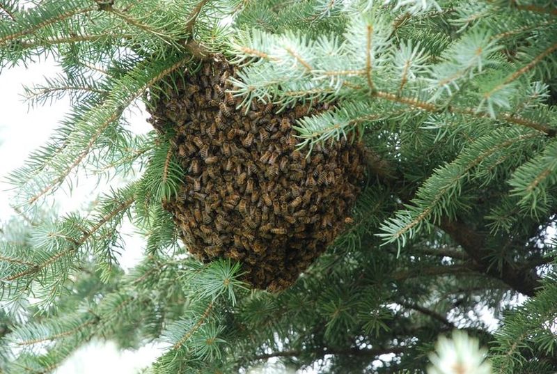 Потерявшийся пчелиный рой помог фермеру стать пчеловодом | Рой, который нашел у себя во дворе владелец дома