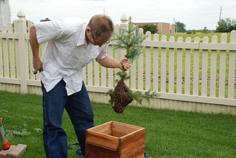 Потерявшийся пчелиный рой помог фермеру стать пчеловодом