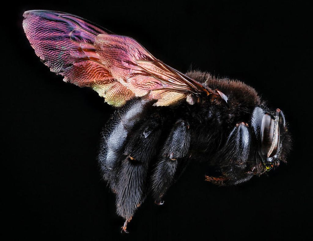 Портреты пчел в макрофотографиях Сэма Дроеджа | 1. Красивая пчела

Пчелы являются рабочими лошадками в мире насекомых. Перенося пыльцу с одного растения на другое, они обеспечивают появление следующего поколения плодов, орехов, овощей и полевых цветов, которые мы так любим.

Существует 4000 видов североамериканских пчел, живущих к северу от Мексики, говорит Сэм Дрог, глава программы реестра и мониторинга пчел Геологической службы США (USGS).

Только 40 из них — введенные разновидности, включая европейскую пчелу медоносную. Большинство видов остаются без должного внимания, так как » многие из них супер крошечные, говорит Дрог. » Основная часть пчел в регионе примерно в два раза меньше размера обыкновенной пчелы».

Местные виды также остаются незамеченными, потому что они не жалят, добавляет он. Они спокойно занимаются свои делом — сбором пыльцы из цветов в садах, возле песчаных дюн, или по краям парков

Пчела на фото выше является одним из видов пчелы-плотника из Доминиканской Республики, известная как Xylocopa mordax. Гнездится в лесу или на стеблях юкки, и тесно связана с видами, населяющими США, которые строят свои норы в мертвой древесине.