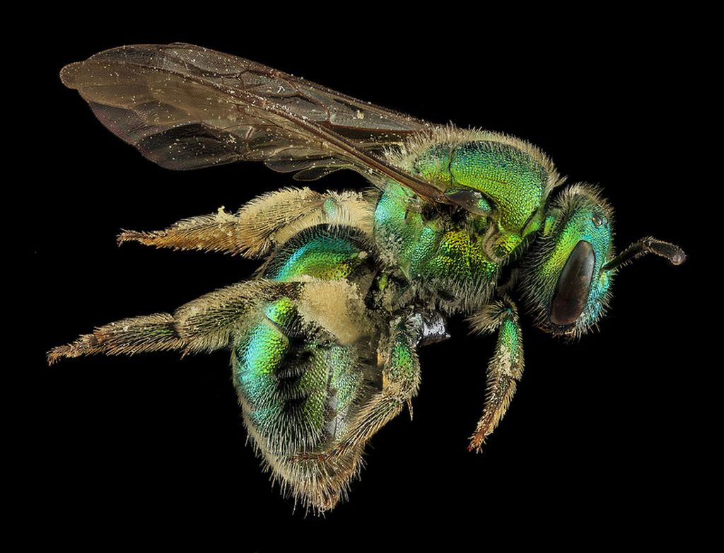 Портреты пчел в макрофотографиях Сэма Дроеджа | Это пчела, известная как Augochloropsis Metallica, является одним из таких примеров. Относящиеся к А. sumptuosa, которые обитают в песчаных дюнах, А. Metallica является более обобщенной находкой.