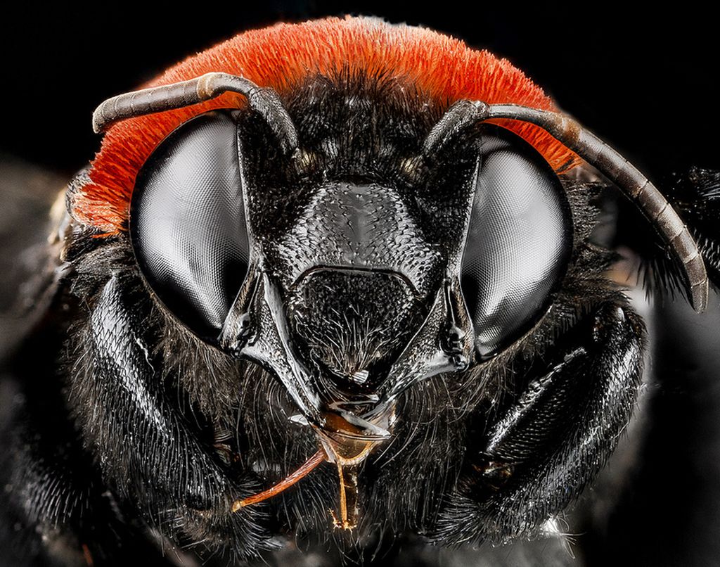Портреты пчел в макрофотографиях Сэма Дроеджа
