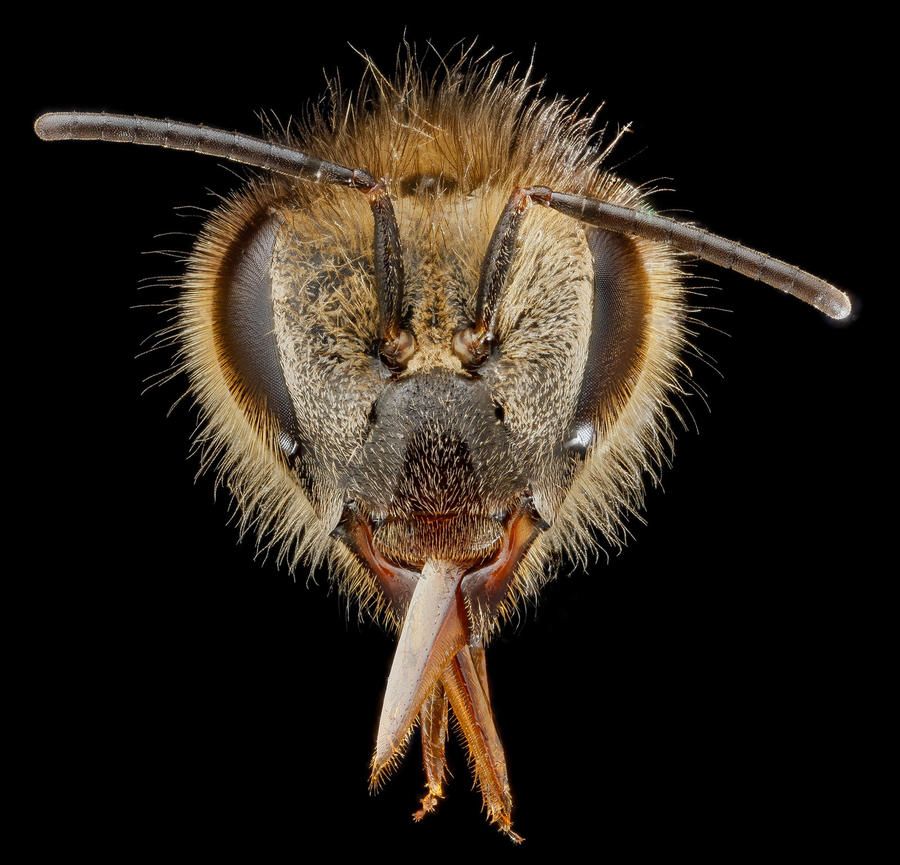 Портреты пчел в макрофотографиях Сэма Дроеджа | 3. Голова пчелы медоносной

Вместо того, чтобы собирать коллекцию из засушенных идентифицированных пчел — которую не у всех была бы возможность приехать и исследовать — Дрог решил сделать поступить иначе: Он начал вести фото каталог видов пчел.

Это было до того, как Дрог смог научиться делать детализированные фото, например фото головы пчелы медоносной (Apis mellifera), которое вы видите на фото.

Он провел годы, “делая вроде неплохие фотографии”, говорит он, в попытке сформировать идентификаторы. Но биолог дикой природы знал, что необходимо создать более совершенную систему.