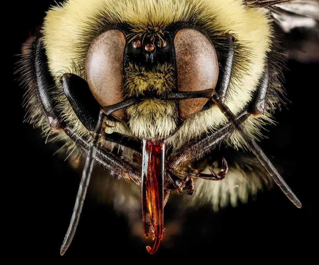 Портреты пчел в макрофотографиях Сэма Дроеджа | 6. Шмель

Дрог научился за эти годы выбирать объекты своей фотографии — такие как этот очень обыкновенный шмель (Bombus griseocollis) — с осторожностью.

“Первоначально, я бы мог захватить в объектив любой экземпляр, который попался бы под руку”, говорит он “. [Но] почти у всех пчел есть много ворсинок на теле”, и очень многие из них выглядят не очень хорошо для создания такого рода фотографии.

Дрог и коллеги сушат и готовят их экземпляры пчел как можно качественнее, они могут, и использовать Фотошоп после, чтобы удалить из изображения любые большие пятнышки пыли, которые на них есть.