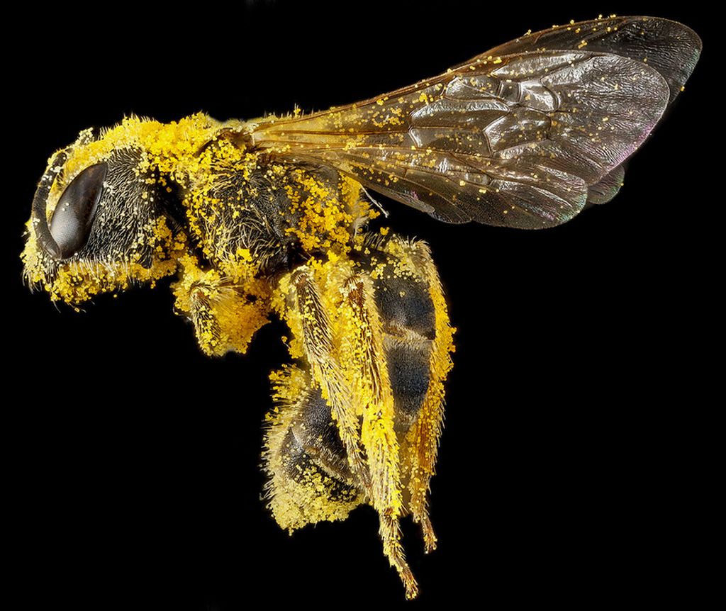 Портреты пчел в макрофотографиях Сэма Дроеджа | 2. Покрытая золотой пыльцой

Дрог и его коллеги начали вести реестр всех видов пчел в Северной Америке в 2001 году. Это было сделано из-за того, что эти насекомые очень важны для сельскохозяйственной промышленности.

«Почти все фрукты и орехи, и многие из сортов овощей, которые мы едим, требуют некоторых насекомых, как правило, пчел, для опыления», объясняет он.

Пчела-галикт (Halictus ligatus) на фото выше опыляет подсолнухи и черноглазую Сьюзен, говорит Дрог. «Эта желтая пыльца почти наверняка пыльца подсолнечника.»