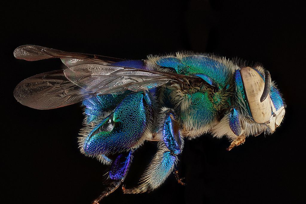 Портреты пчел в макрофотографиях Сэма Дроеджа | Взятие изображений на увеличенном уровне, необходимом для пчел или москитов, означало, что не было бы абсолютно никакой глубины резкости, говорит Дрог. Только части насекомого были бы в центре в любой момент.

Таким образом, если бы исследователи или армейский штат захотели фотографию насекомого, которое было бы полностью в центре, то они должны были сделать несколько снимков — каждый из которых должен был быть сосредоточен в разной точке образца, и объединить фотографии для одного изображения в центре.