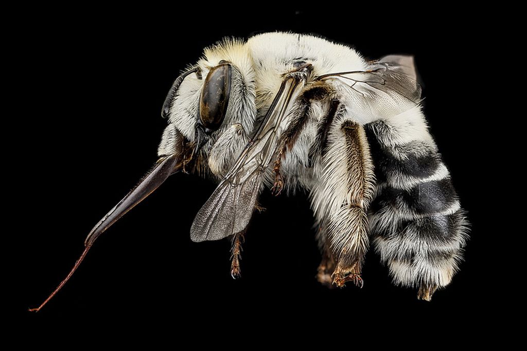 Портреты пчел в макрофотографиях Сэма Дроеджа | 5. Язычок соломинки

Эта разновидность, известная как Anthophora affabilis, населяет Национальный парк Бесплодных земель в Южной Дакоте. Ее язычок, приклеенный слева, служит соломинкой для питья в сочетании с языком, говорит Дрог. «Это два в одном».

Пчела использует его для того, чтобы попасть в воронкообразные цветы, чтобы извлечь нектар, лежащий на дне, объясняет он.

Пчела может всасывать нектар через «соломинку» в то время как крошечные волоски вдоль языка помогают достать оставшиеся крупинки и капельки нектара и пыльцы.