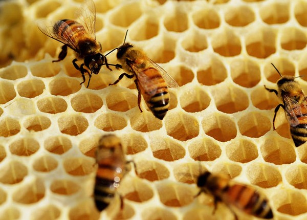 Медоносные пчелы (Apis mellifera) в улье