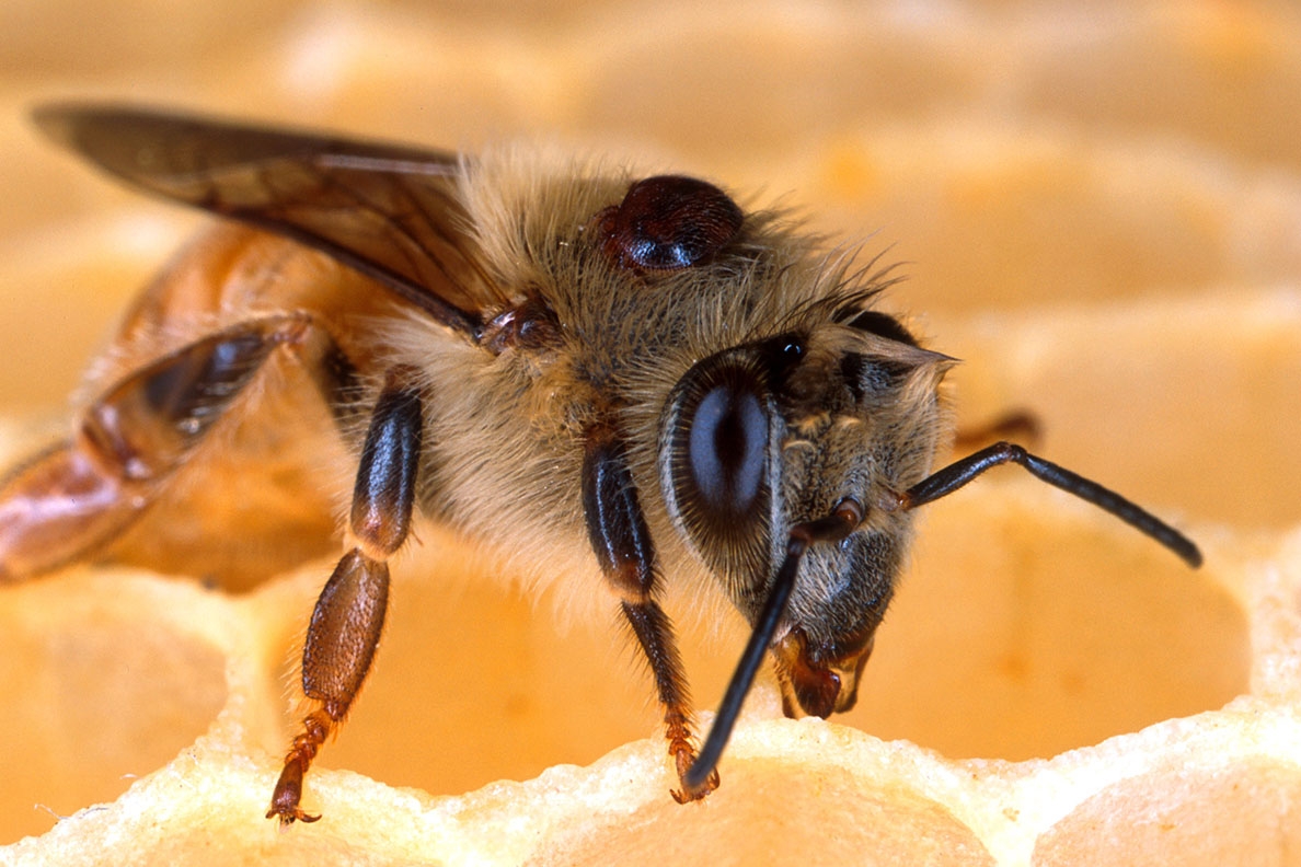 Клещ варроа на спинке медоносной пчелы