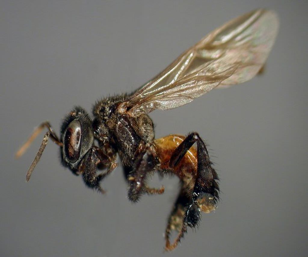 Особь из семейства безжальных пчел Trigona. Некоторые из них питаются мясом.
