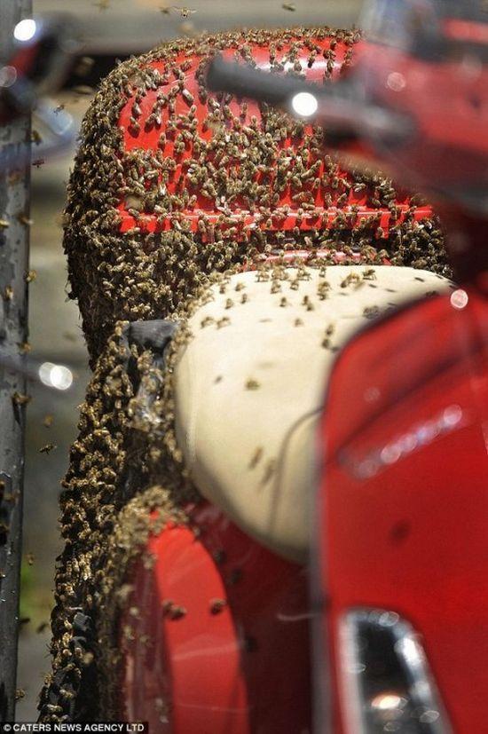 Рой пчёл устроил улей прямо на скутере