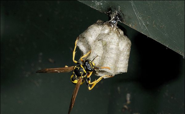 Первые ячейки гнезда Polistes dominulus (фото fotoopa.)