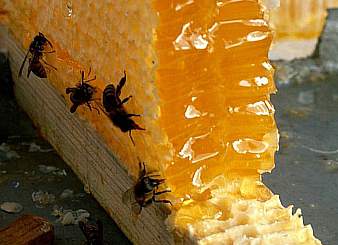 Мед и воск были одними из главных предметов экспорта из земель Прикарпатья.