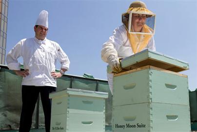Пчелы помогают поддерживать естественный природный баланс, опыляя сады и парки, а повара сети отелей Fairmont используют свежий мед для приготовления своих изумительных десертов.