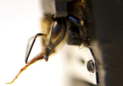 Когда пчела чувствует знакомый запах – она высовывает язычок и   ощупывает им поверхность в поисках сиропа. Это действие происходит у   насекомого неконтролируемо, на уровне рефлексов, и отлично подходит для   определения того, нашла ли пчела что-нибудь (фото Louise Murray/Rex   Features).